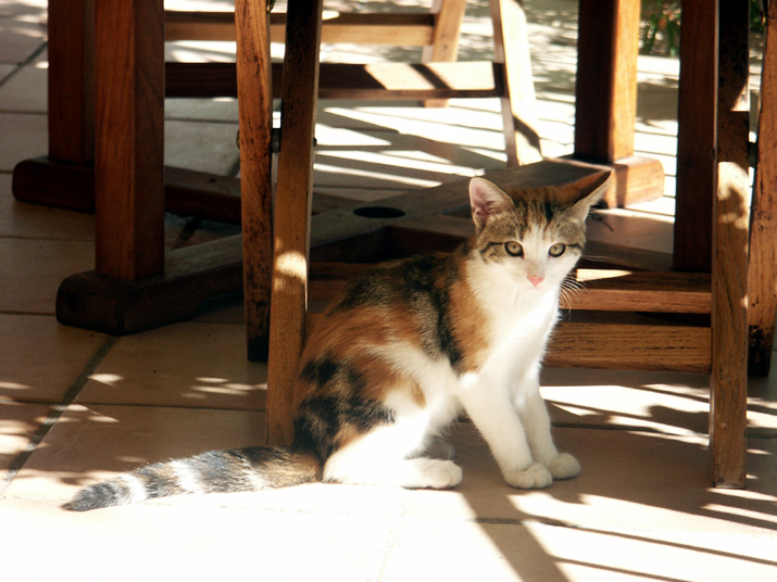 Caramel 08-04 041.jpg - DCF 1.0